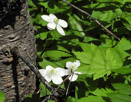 deepwoods flower 11 small graphic